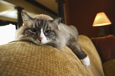 Meplezii_Ck/iStock/Getty Images Cats are not immune to developing weight issues.