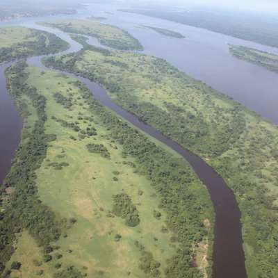 Animals Found in the Congo Rainforest | USA Today