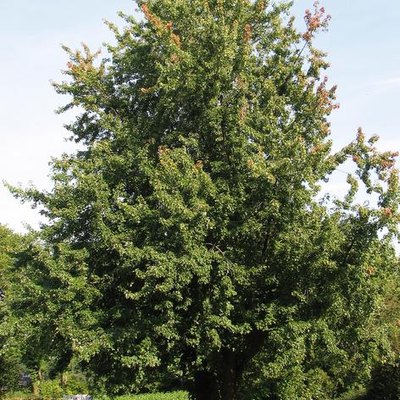 Silver Maple Tree Diseases