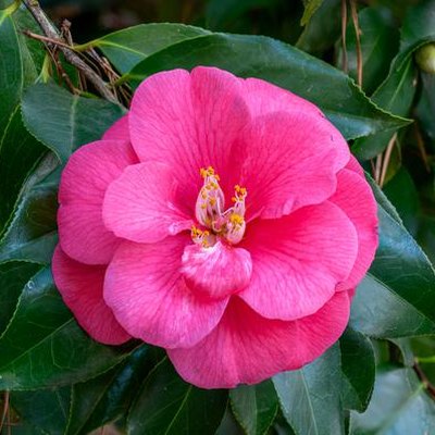 Are camellias toxic to sales dogs