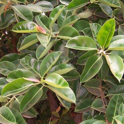 are rubber plants toxic to dogs