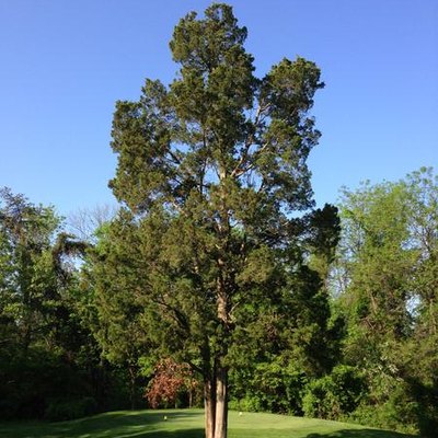 Garden Guides How to Prune Eastern Redcedar