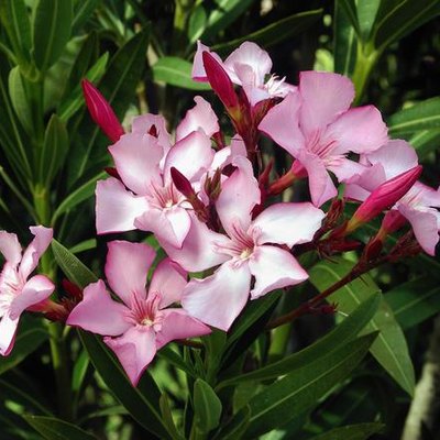 Oleander Pflanze ROSEE DU VENTOUX syn MRS ROEDING 3l Topf 20-30cm