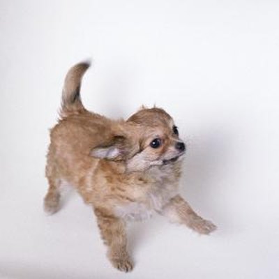spitz puppy image by Trina Mole from Fotolia.com During cold weather, use a hair dryer to dry your Pomeranian after a bath.