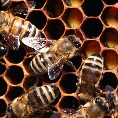 John Foxx/Stockbyte/Getty Images One bee sting can put your kitty into anaphylactic shock.