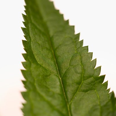 Stockbyte/Stockbyte/Getty Images Compounds in the nettle plant may offer relief from allergy symptoms.