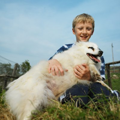 George Doyle/Valueline/Getty Images Switching doggy shampoos and treating for fleas might help restore your Pom's glorious coat.