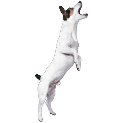 Ablestock.com/AbleStock.com/Getty Images If he's not barking, he's probably digging.