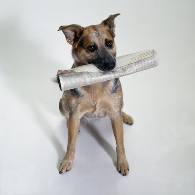 Duncan Smith/Photodisc/Getty Images A blue heeler holds a newspaper.