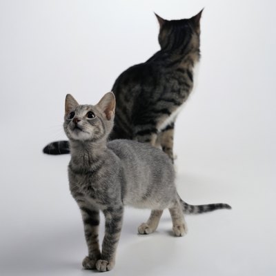 Duncan Smith/Stockbyte/Getty Images According to the ASPCA, cats living in a multi-cat household are most vulnerable to upper respiratory infections.