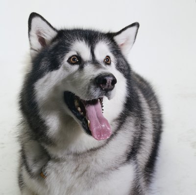 Duncan Smith/Photodisc/Getty Images Hypothyroidism is common in Alaskan Malamutes.