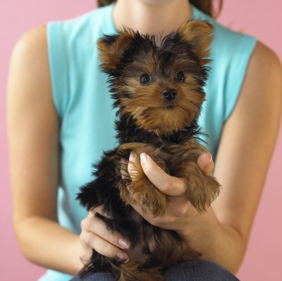 Brand X Pictures/Brand X Pictures/Getty Images Portable and cute, Yorkshire terriers make great pets that, if properly socialized, do well with cats.
