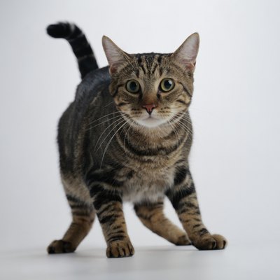 Duncan Smith/Photodisc/Getty Images Submissive urination is less common in cats than dogs, but it's still an issue.