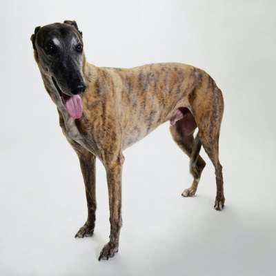 Duncan Smith/Stockbyte/Getty Images Your greyhound will appreciate a high-quality dog food.