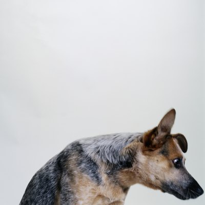 Duncan Smith/Photodisc/Getty Images Cattle dogs were bred to herd all day.