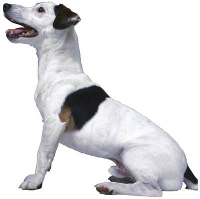 Ablestock.com/AbleStock.com/Getty Images For a small dog, your Jack Russell can leave behind a lot of hair.