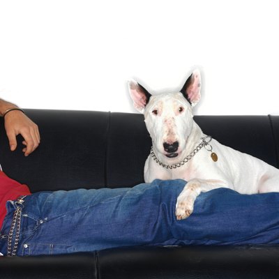 George Doyle/Stockbyte/Getty Images Buying a pit bull doesn't have to be an insurance nightmare.