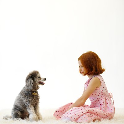 George Doyle/Stockbyte/Getty Images Having an anemic poodle is tough on the whole family.