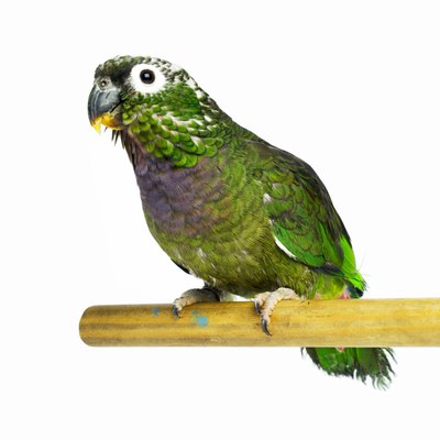 George Doyle & Ciaran Griffin/Stockbyte/Getty Images Small- and medium-sized parrots are ideal starter birds for beginners.