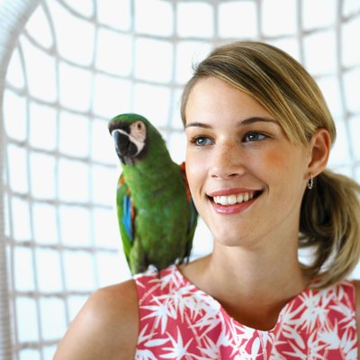 George Doyle/Stockbyte/Getty Images Socialization is an important part of a parrot's daily routine.