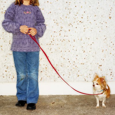 George Doyle/Stockbyte/Getty Images Long-haired Chihuahuas require specific care because of their size.