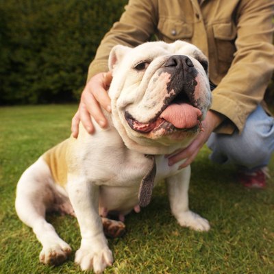George Doyle/Stockbyte/Getty Images Easy breathing isn't his forte. It can lead to anesthesia issues.