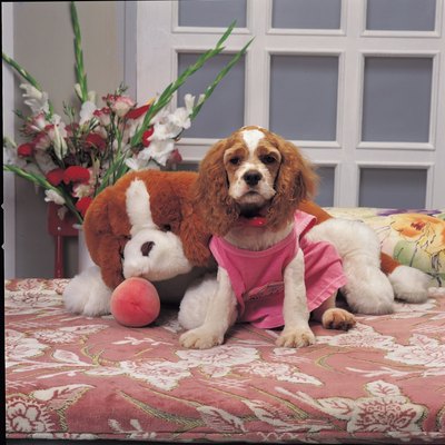 Jupiterimages/Photos.com/Getty Images Some dogs love their owners so much that they're willing to forget about their pride.