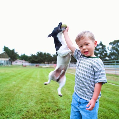 Brand X Pictures/Brand X Pictures/Getty Images Any breed of puppy can be taught to retrieve.