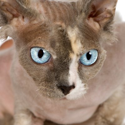 Jupiterimages/Photos.com/Getty Images Even hairless cats have dander.