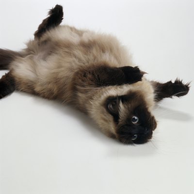 Duncan Smith/Stockbyte/Getty Images The fluffy Himalayan cat can live up to 15 years with routine medical care.