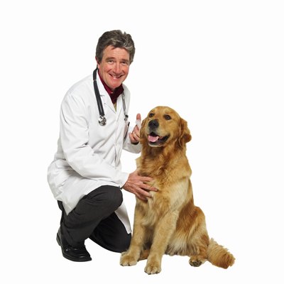 George Doyle & Ciaran Griffin/Stockbyte/Getty Images Most dogs do not require anesthesia during an abdominal ultrasound because it is a painless procedure.