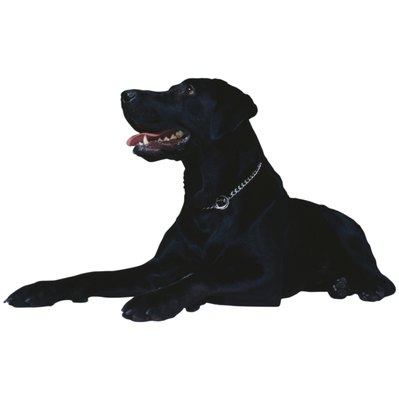 Ablestock.com/AbleStock.com/Getty Images Large and energetic, Labrador retrievers are well-represented among Western Pennsylvania shelter dogs.