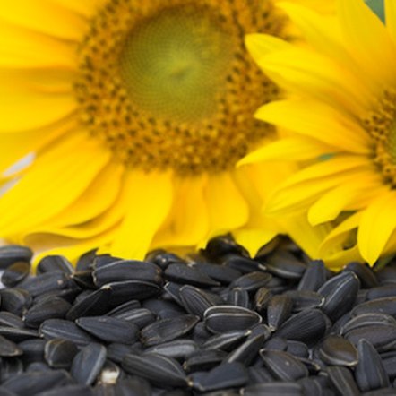 Do Sunflower Seeds Have All of the Essential Amino Acids? | Healthy ...