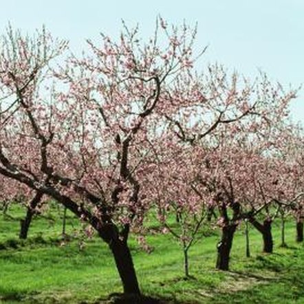 How to Fix a Split Peach Tree Branch | Home Guides | SF Gate