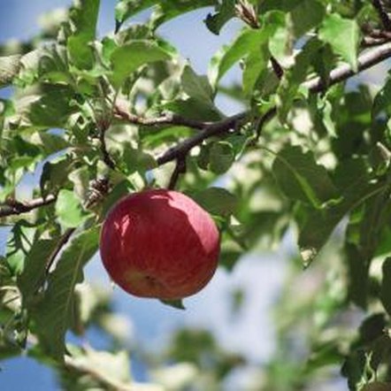 Leaf Curl and Yellow Spots on an Apple Tree | Home Guides | SF Gate