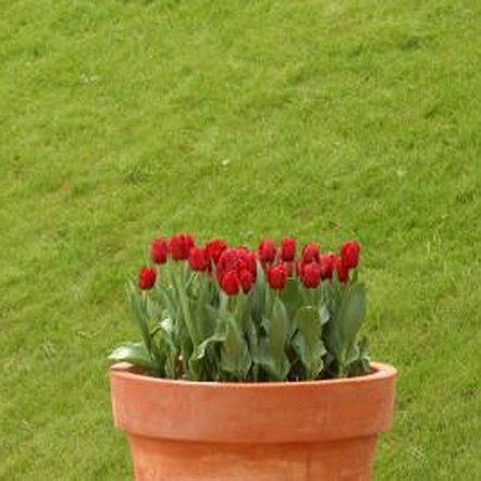 How to Take Care of a Tulip Plant in a Pot | Home Guides | SF Gate