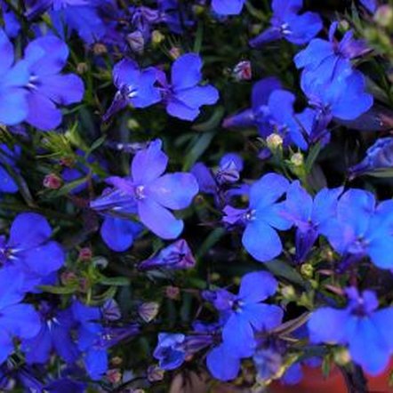 How to Grow Anagallis Monelli | Home Guides | SF Gate