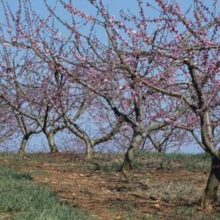 Can Sulfur Spray Be Used on Peach Trees? | Home Guides | SF Gate