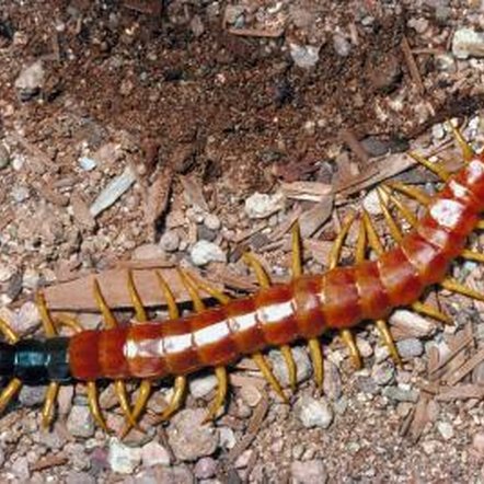 How to Kill a Centipede in a Potted Plant | Home Guides | SF Gate