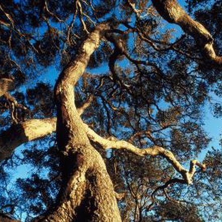 How to Tell the Difference Between a Live Oak & a Water Oak Tree | Home ...