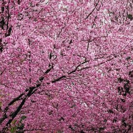 What Are the Diseases of the Ornamental Flowering Plum Tree? | Home ...