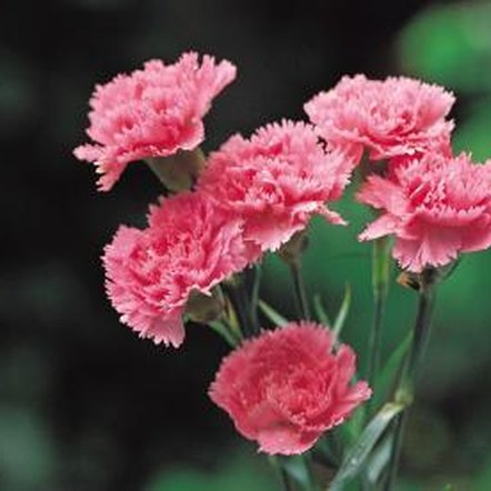 Can Carnation Cuttings Grow Roots? | Home Guides | SF Gate
