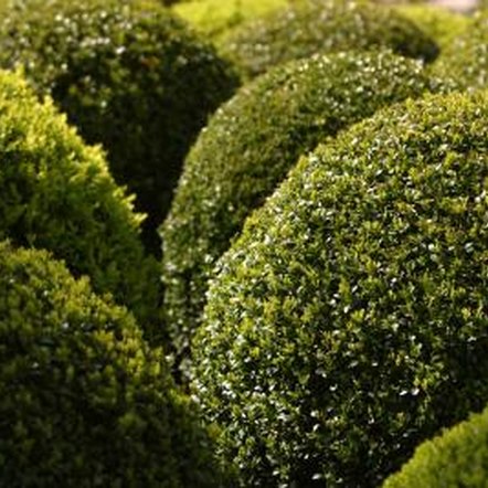 How to Plant Outdoor Topiaries | Home Guides | SF Gate