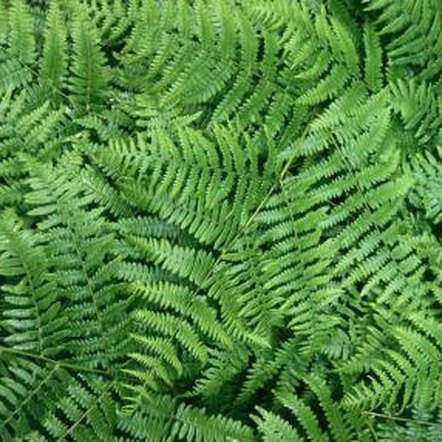 Is Lady Fern Toxic to Dogs? | Home Guides | SF Gate