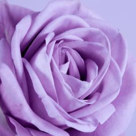 Varieties of Purple Roses | Home Guides | SF Gate