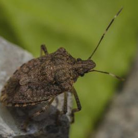 Neem Oil Effectiveness on Squash Bugs | Home Guides | SF Gate