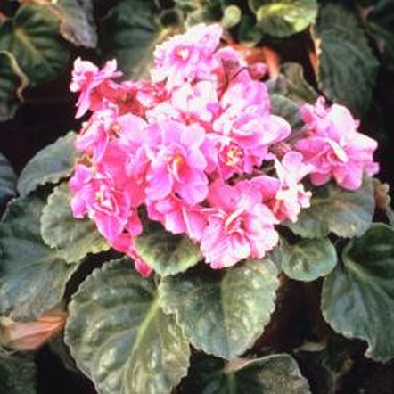 My African Violet's Leaf Edges Are Turning Brown | Home Guides | SF Gate