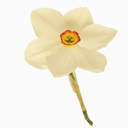 What Colors Do Daffodils Come In? | Home Guides | SF Gate