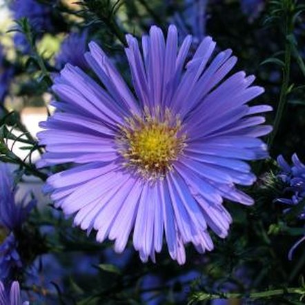 How Tall Can Asters Grow? | Home Guides | SF Gate