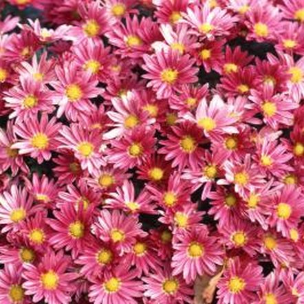 Aster Diseases | Home Guides | SF Gate